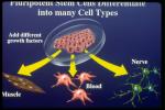 stemcell1.jpg
